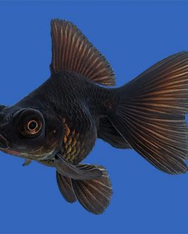 Black Moor (30 Pieces)