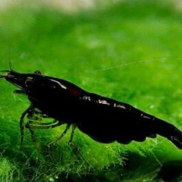 Black SAKURA SHRIMPS (5 pcs)
