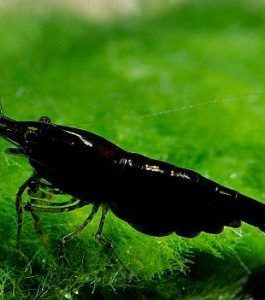 Black SAKURA SHRIMPS (5 pcs)