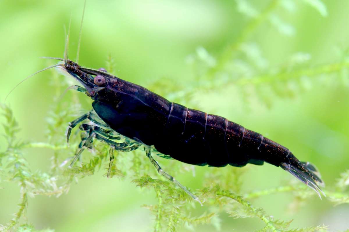 Black SAKURA SHRIMPS (5 pcs) - Image 5
