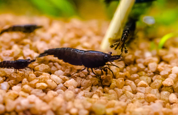 Black SAKURA SHRIMPS (5 pcs) - Image 4