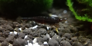 Black SAKURA SHRIMPS (5 pcs) - Image 3