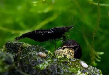 Black SAKURA SHRIMPS (5 pcs) - Image 6