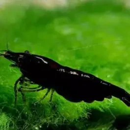 Black SAKURA SHRIMPS (5 pcs)
