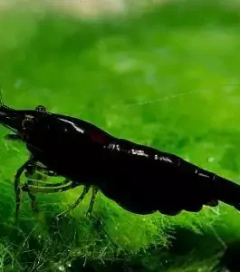 Black SAKURA SHRIMPS (5 pcs)