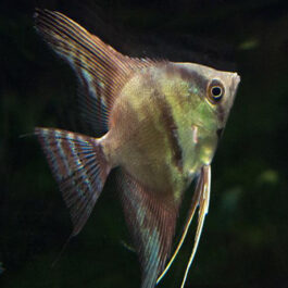 Blue Chocolate Angel (4 nos)