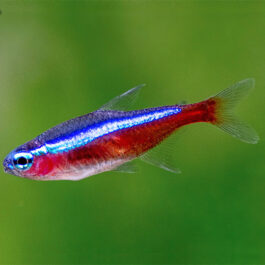 Cardinal Tetra (25 Pieces)