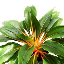 Chlorophytum orchidastrum fire flash/ Orange spider plant/ Mandarin spider plant (large plant)