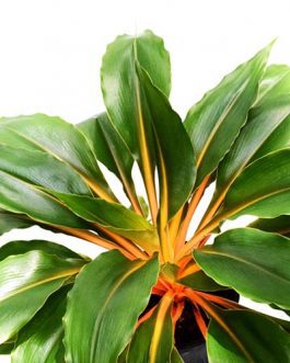 Chlorophytum orchidastrum fire flash/ Orange spider plant/ Mandarin spider plant