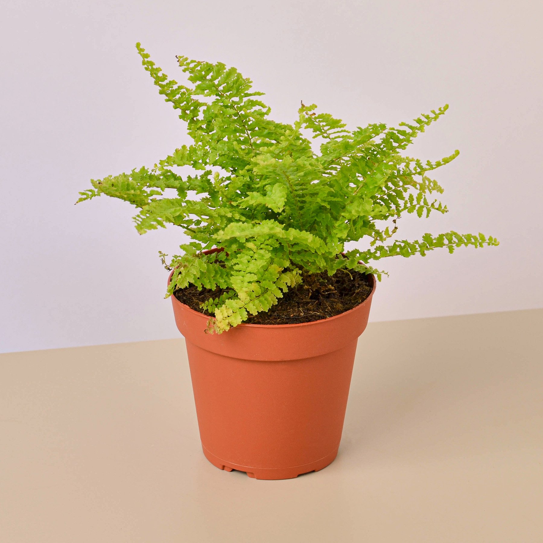 Cotton candy fern (large jiffy sized) - Image 3