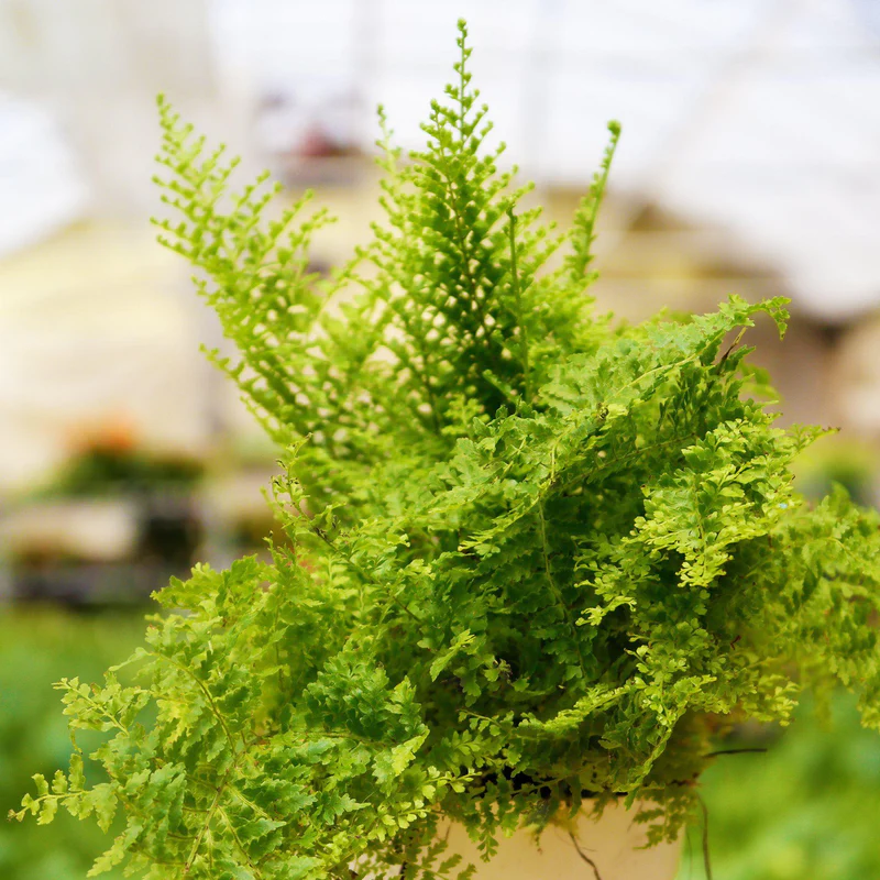 Cotton candy fern (large jiffy sized) - Image 4