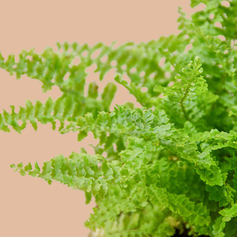 Cotton candy fern (large jiffy sized) - Image 6