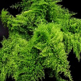 Cotton candy fern ( JIFFY sized)