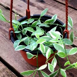 Dischidia oiantha Variegata (jiffy sized)