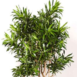 Dracaena reflexa/ Song of Jamaica (Single plant)