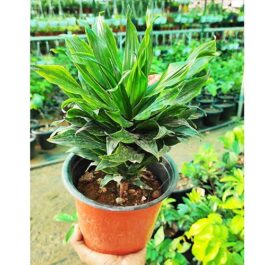 Dracaena Compacta/ Dracaena deremensis Janet Craig compacta (single plant)