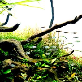Driftwood/ Aquascaping wood ( small sized)
