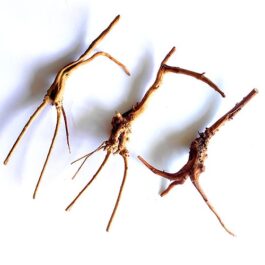 Driftwood/ Aquascaping wood ( small sized)