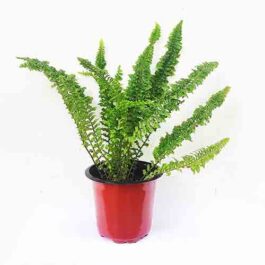 Emina fern (single plant)