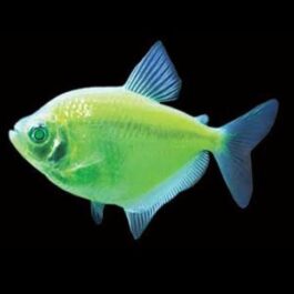 Flourescent green widow tetra ( 5 pcs)