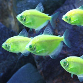 Flourescent green widow tetra ( 5 pcs)