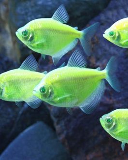 Flourescent green widow tetra ( 5 pcs)
