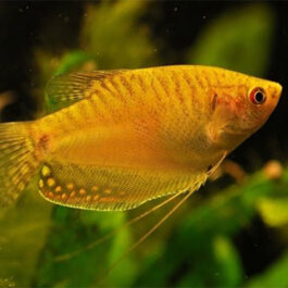 Golden Gaurami (10 Pieces)