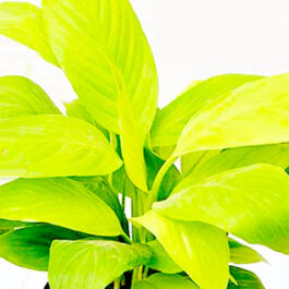 Golden peace lily