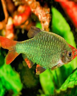 Green Tiger Barb (10 Pieces)