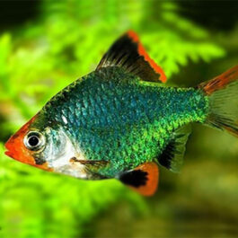 Green Tiger Barb (10 Pieces)