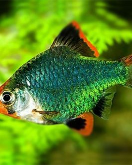 Green Tiger Barb (10 Pieces)
