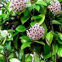 Hoya carnosa green