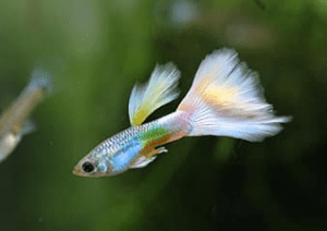 Read more about the article 13 Most Common Guppy Diseases, Parasites, and Treatments [2021]