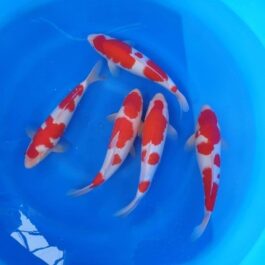 Japanese Koi Karp (10 pcs)