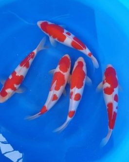 Japanese Koi Karp (10 pcs)