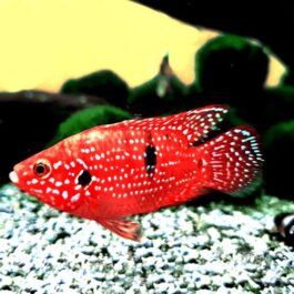 Jewel cichlid Red (Breeding Pair)