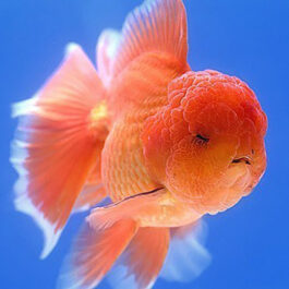 Lion Head Gold fish (1 Pieces)