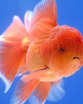 Lion Head Gold fish (1 Pieces)