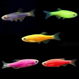 Mix Zebra fish (5 PCS Pink, 5 pcs blue,5 pcs green)