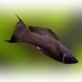 Black Moon tail Molly Big (20 Pieces)