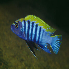 Morfs fish Mix Colour 3″(10 Pieces)