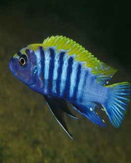 Morfs fish Mix Colour 3″(10 Pieces)