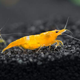 ORANGE SAKURA SHRIMPS ( 5pairs)