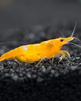 ORANGE SAKURA SHRIMPS ( 5pairs)