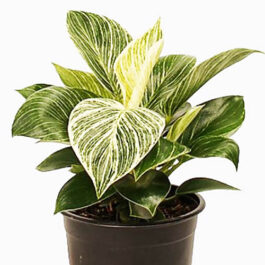 Philodendron Birkin (Large single plant)