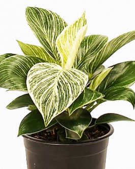 Philodendron Birkin (Large single plant)