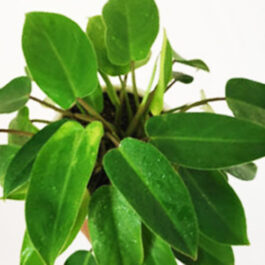 Philodendron Ceylon Green Plant (Single plant)