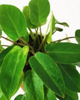 Philodendron Ceylon Green Plant (Single plant)