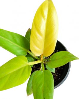 Philodendron Golden Melinonii (jiffy)