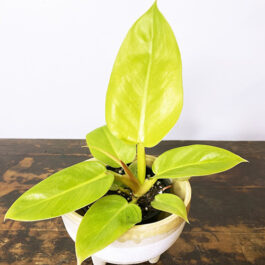 Philodendron Golden Melinonii (medium sized)